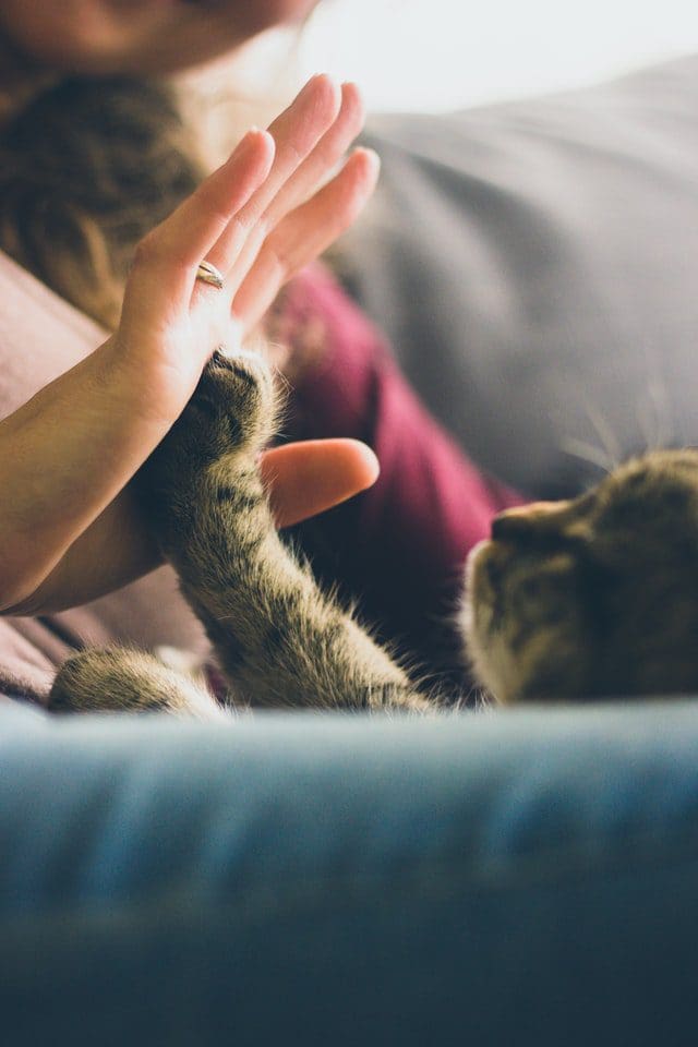 A cat high-fiving a human