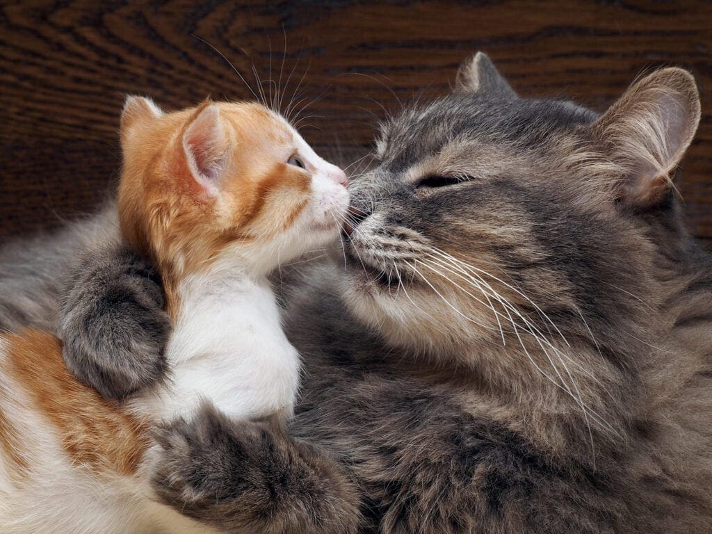 Cats cuddled up together Cats cuddled up together