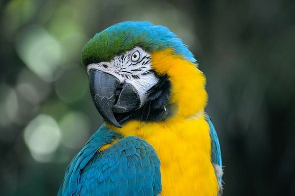 Exotic Bird Exotic Bird